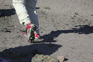 Not the sexiest of footwear, but just right for ice. (Photo: Tom Pfeiffer)