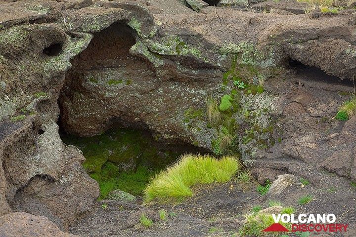 Grünes Gras, Moos und Flechten bedecken das Gestein am Eingang zur Grotte. Offensichtlich ist es hier etwas feuchter als in der Umgebung. (Photo: Tom Pfeiffer)