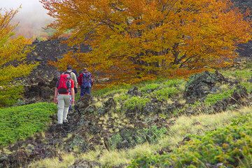 Hikers through a small kipuka - an "island" of vegetation spared by lava flows (Photo: Tom Pfeiffer)