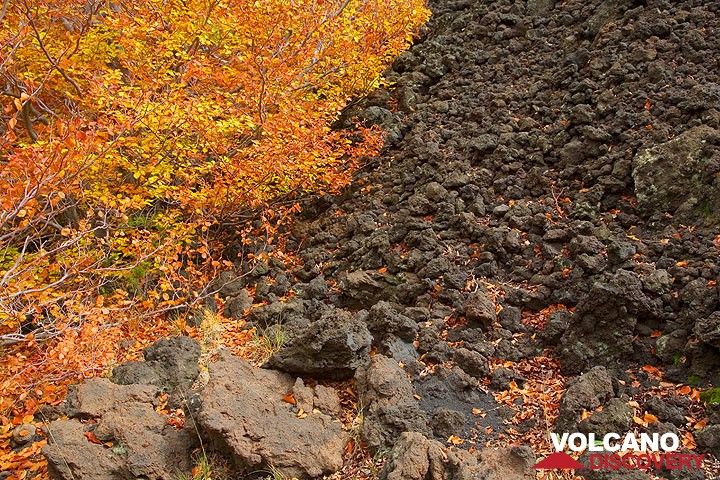 Black lava and autumn colors (Photo: Tom Pfeiffer)
