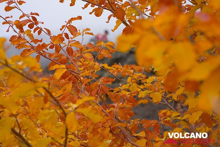 Gelbe und orangene Blätter (Photo: Tom Pfeiffer)