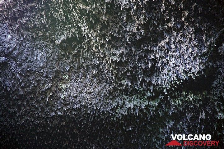 Die Decke des großen Lavatunnels ist voller kleiner glasiger Stalktiten aus Lava. Als während des Ausbruchs, der den Tunnel bildete, hier ein Lavastrom floss, was die Hitze - über 1100 Grad C - so groß, dass die Oberfläche der Decke teilweise anschmolz und sich Tropfen aus vulkanischem Glas bildeten, die von der Tunneldecke hingen und zu diesen Stalaktiten erstarrten.  (Photo: Tom Pfeiffer)