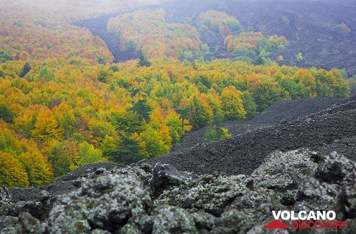 Les coulées de lave provenant de la zone de rift NE ont souvent envahi les belles forêts de ce côté de l'Etna. (Photo: Tom Pfeiffer)