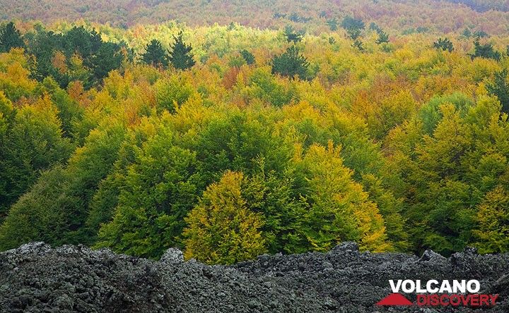 Forêt d'automne (Photo: Tom Pfeiffer)