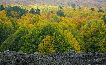 Herbstwald (Photo: Tom Pfeiffer)