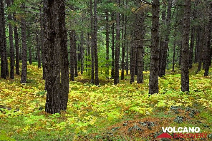 Forêt de pins avec fougères (Photo: Tom Pfeiffer)