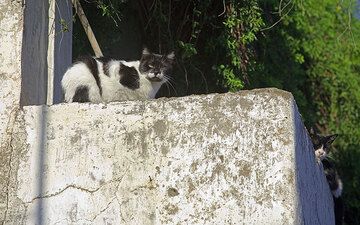 Black and white cats from the house of cats... (Photo: Tom Pfeiffer)