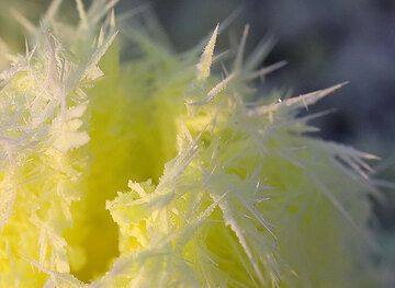 Monoclinic sulphur needles stable only at high temperatures and little acid drops. (crop from next image) (c)