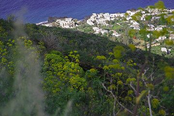 Fennel growing on Stromboli. (Photo: Tom Pfeiffer)