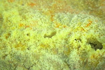 Monoclinic sulphur needles form around the fumaroles - this form of sulphur is only stable above 95 deg C.  (Photo: Tom Pfeiffer)