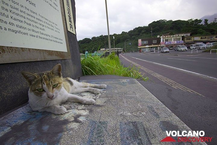 This cat doesn't seem to mind the ash that often falls near the Sakurajima ferry port (Photo: Tom Pfeiffer)