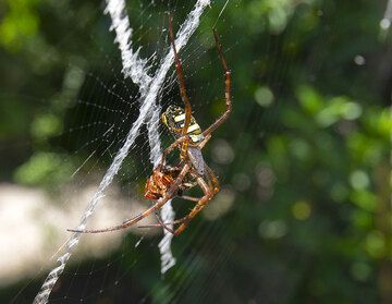 Large spiders are everywhere (Photo: Tom Pfeiffer)