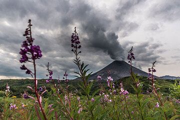Beautiful dark red wild flowers grow on the fields with steaming Karymsky volcano behind. (Photo: Tom Pfeiffer)