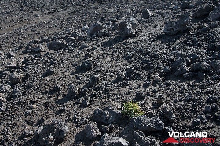 Vegetation becomes more and more sparse as we gain altitude and the ground is made of young lavas. (Photo: Tom Pfeiffer)