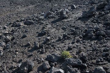 La végétation devient de plus en plus clairsemée à mesure que l'on prend de l'altitude et le sol est constitué de jeunes laves. (Photo: Tom Pfeiffer)