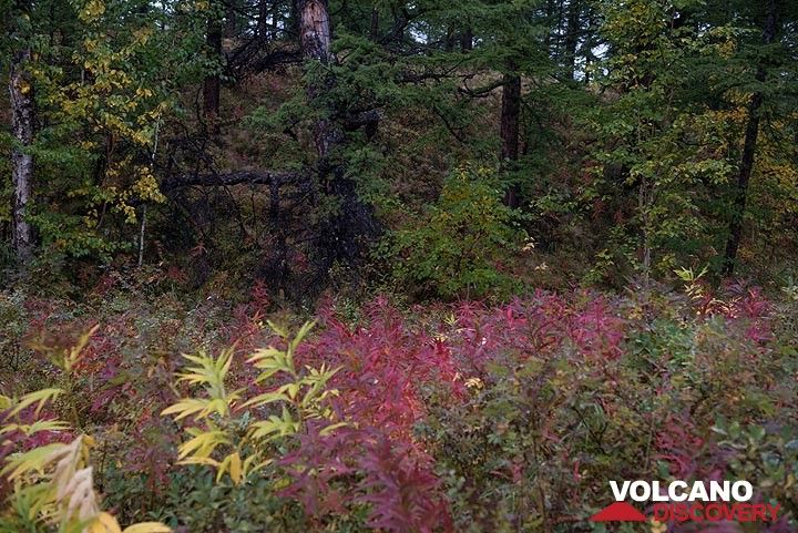 Les couleurs rouge et jaune se mélangent à diverses nuances de vert. (Photo: Tom Pfeiffer)