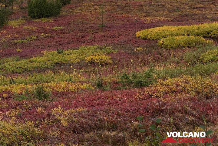 After the forest, we reach the tundra - glowing red and yellow. (Photo: Tom Pfeiffer)