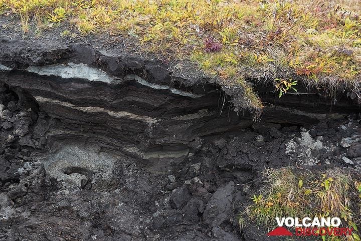 A small erosion gully exposes the youngest volcanic layers from Tolbachik: different ash and pumice layers can be recognized. (Photo: Tom Pfeiffer)