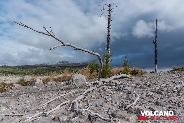 Skeletons of trees killed by pyroclastic flows about 3-5 years ago remind us that it's not a good idea to stay very long at this place. (Photo: Tom Pfeiffer)