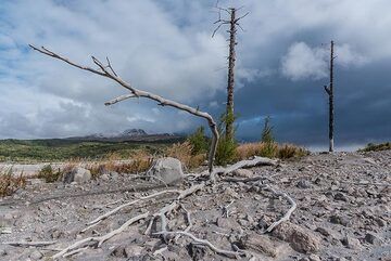 Skeletons of trees killed by pyroclastic flows about 3-5 years ago remind us that it's not a good idea to stay very long at this place. (Photo: Tom Pfeiffer)