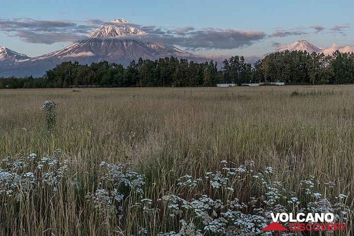 Evening view of Koryaksky (l) and Avachinsky (r) volcanoes from a field near our dacha (guesthouse). (Photo: Tom Pfeiffer)