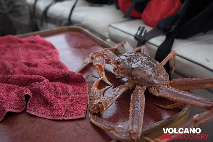 Berühmte Kamtschatka-Krabbe. (Photo: Tom Pfeiffer)