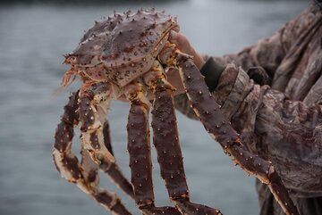 We also catch a large king crab. (Photo: Tom Pfeiffer)