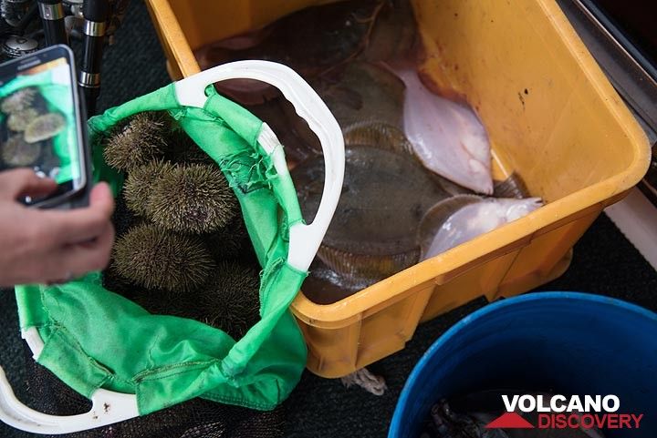 And a diver brings up a bucket of sea urchins. (Photo: Tom Pfeiffer)