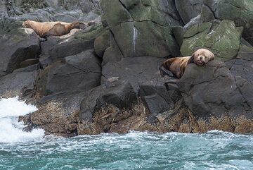 Sea lions relaxing in the (for them) fine weather. (Photo: Tom Pfeiffer)