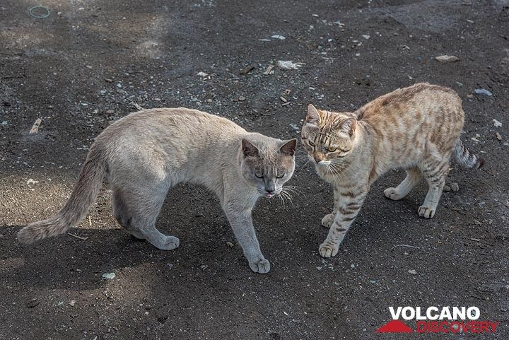Two Kamchatka cats (Photo: Tom Pfeiffer)