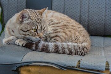 Tiger relaxing on an old chair (Photo: Tom Pfeiffer)