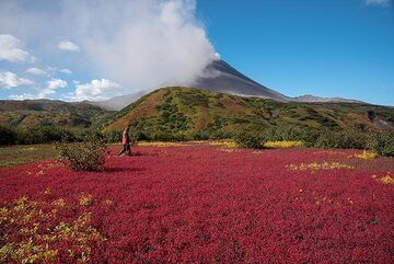 Next to the hut, a remarkable field of red tundra can be admired. (Photo: Tom Pfeiffer)