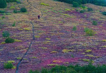 Trail through purple tundra fields (Photo: Tom Pfeiffer)