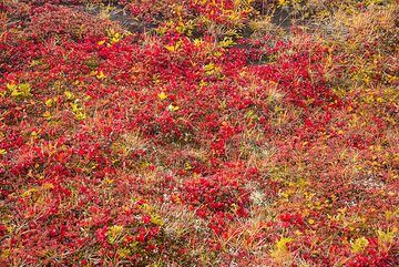 Red tundra (Photo: Tom Pfeiffer)