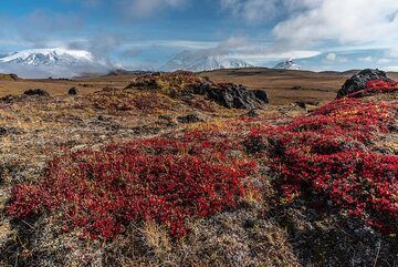 Panorama de 4 volcanes (izq.): Ushkovsky, Klyuchevskoy, Kamen y Bezymianny vistos desde la meseta al norte de Tolbachik. (Photo: Tom Pfeiffer)