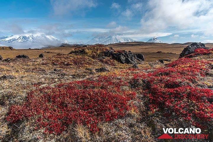 Ushkovsky (l), Klyuchevskoy, Kamen (m) and Bezymianny (r) volcanoes seen behind the tundra in red autumn colors. (Photo: Tom Pfeiffer)