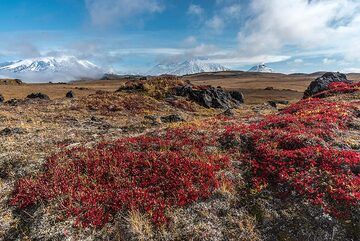 Die Vulkane Ushkovsky (l), Klyuchevskoy, Kamen (m) und Bezymianny (r) sind in roten Herbstfarben hinter der Tundra zu sehen. (Photo: Tom Pfeiffer)