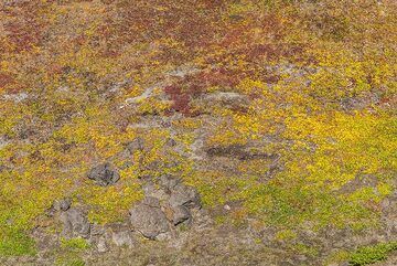 Yellow tundra (Photo: Tom Pfeiffer)