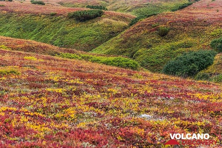Small valleys in the tundra plain (Photo: Tom Pfeiffer)