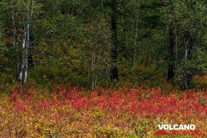 Field of red flowers in the forest (Photo: Tom Pfeiffer)