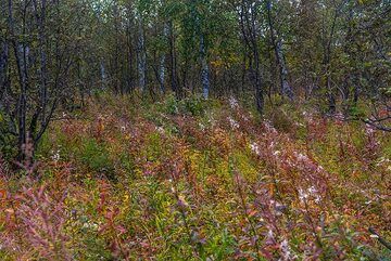 Heller Wald mit Rot und Grün (Photo: Tom Pfeiffer)