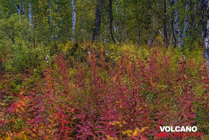 Red forest flowers (Photo: Tom Pfeiffer)