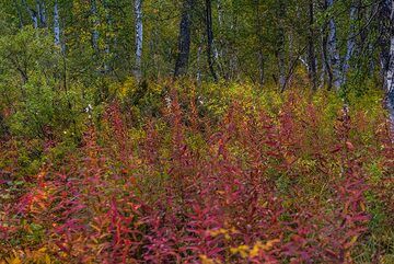 Fleurs de forêt rouges (Photo: Tom Pfeiffer)