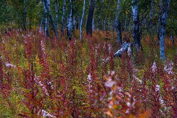 Red forest flowers and birch trees (Photo: Tom Pfeiffer)