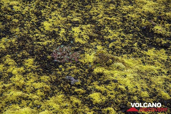Moss on black volcanic sand and lapilli (Photo: Tom Pfeiffer)