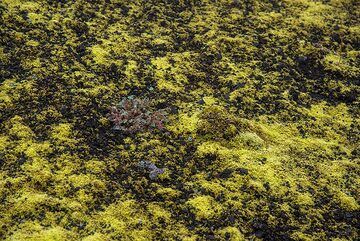 Moss on black volcanic sand and lapilli (Photo: Tom Pfeiffer)