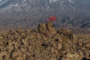 Rot gegen Braun und Grau. (Photo: Tom Pfeiffer)