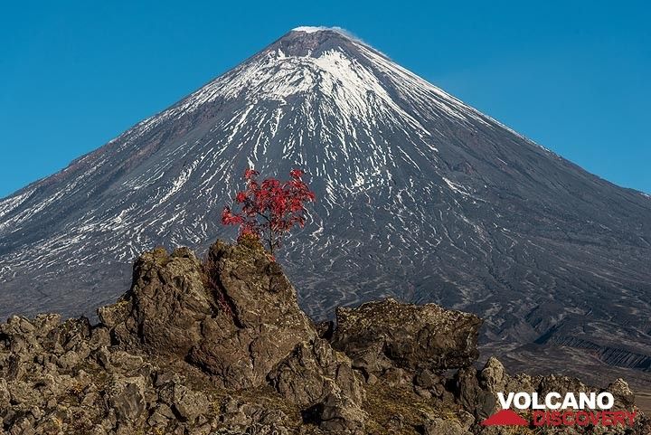 Klyuchevskoy volcano with a red tree (1) (Photo: Tom Pfeiffer)