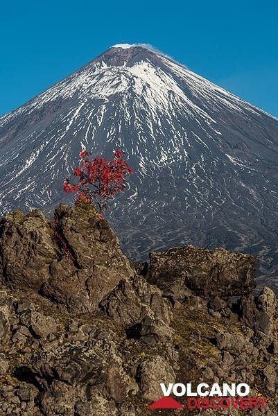 Klyuchevskoy volcano with a red tree (2) (Photo: Tom Pfeiffer)