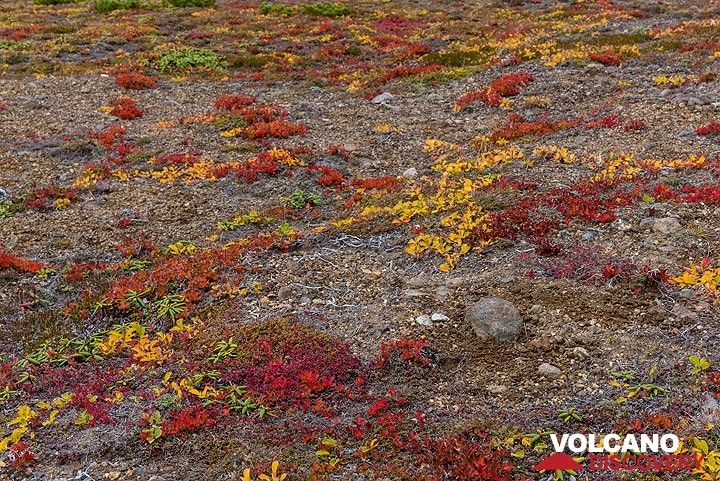 Red and yellow tundra plants (Photo: Tom Pfeiffer)